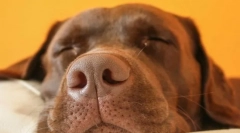 Zašto psi ražuju i cvilju u snu?