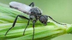 Zašto se tolstonozhkov naziva martam flys?