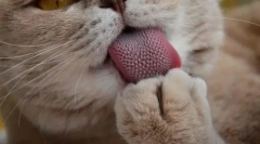 Zašto mačke imaju grubi jezik