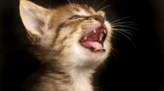 Zašto mačke padaju zubi?