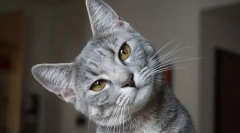 Zašto mačka nabubri donji usnu?