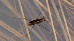 Zašto se vodene kamere ne prikrade?