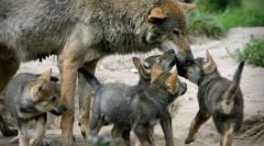 Zašto vuko naučno tako rijetko