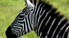 Zašto zebra pruga?