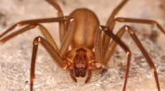 Paljenje spidermana