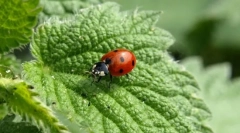 Korisni insekti