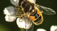 Prugasti muha burchal