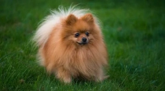 Pomeranski