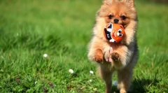 Pomeransko spitz (fotografije): probijeni dete i beskrajni bhakt