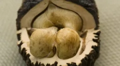 Da li crna matica iz parazita pomaže?