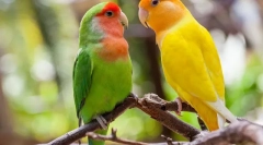 Papagaji voli, opis, brigu i sadržaj