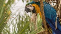 Parrot ara, opis, vrsta, cena