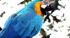 Parrot ara care and contre