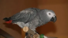 Parrot-španjolka: jaco pjeva ja sam kukaracha