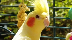 Paparot corella care i sadržaj