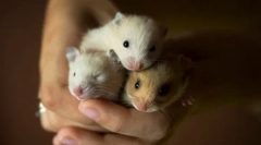 Rase za hrčka, vrste domaćinstava