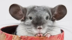 Pasmina i boje chinshill: opis i razlike