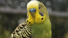 Ponašanje valovitog papagaja