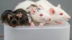 Pravila primjena ljepila od glodara