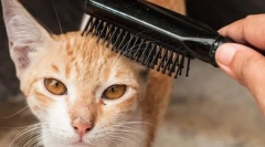 Careside i cat oprema