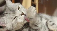 Uzrokuje zašto mačka neprestano svrbeža i liže