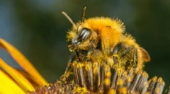 Uzroci, simptomi i liječenje pčelinjih ugriza