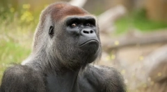 Primate eurazije