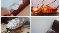 Primjena sušilice iz žohara i kreveta