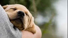 Ukroti štene u ruke