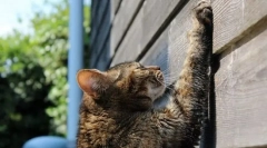 Cat-ova učenje za kogtechka