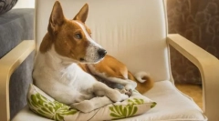 Dog u nastavi