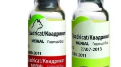 Cat vakcinacija za mačke - zaštita voljenog ljubimca iz opasne bolesti virusa