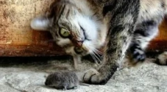 Znakovi i pasmina mačjih mouseta