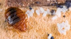 Znakovi prisustva grešaka u stanu