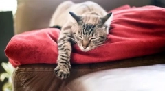 Problemi sa noćnim krevetom