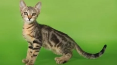 Porijeklo i utičnica