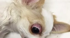 Podrška očne jabučice: kakvi pasa ispadaju