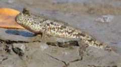 Skakač ili obrađen