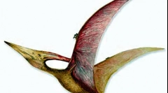 Peronodon