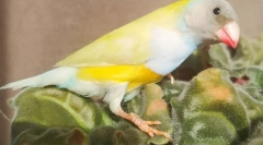 Amadins ptice, opis, vrste, briga i sadržaj