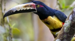 Bird-rudene ptice. Porodica ptica