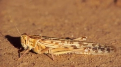 Napuštena skakavost