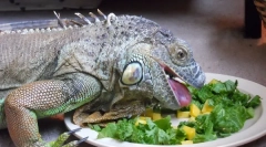 Iguana dijeta u prirodi i kod kuće