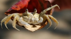 Rakovi. Značajke i strukture