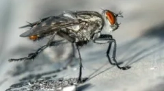 Biljke i narodni lijekovi koji se plaše leti