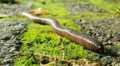 Reprodukcija ciklusa rainworm-a i razvoja