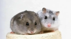 Gungrikov reprodukcija kod kuće