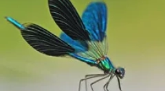 Sirow dragonfly
