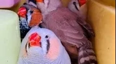 Amadin uzgoj kod kuće