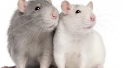 Rat uzgoj kod kuće